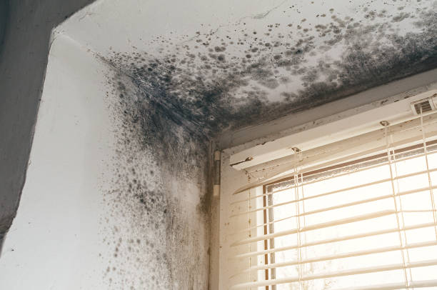 Affordable Mold Cleanup solutions in Dover, MA